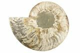 Cut & Polished Ammonite Fossil (Half) - Madagascar #191556-1